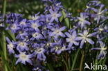 Grote sneeuwroem (Scilla siehei)