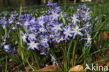 Grote sneeuwroem (Scilla siehei)