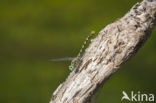 Blue-eyed Hook-tailed Dragonfly (Onychogomphus uncatus)