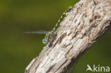 Blue-eyed Hook-tailed Dragonfly (Onychogomphus uncatus)
