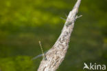Grote Tanglibel (Onychogomphus uncatus)