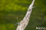 Blue-eyed Hook-tailed Dragonfly (Onychogomphus uncatus)