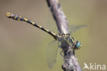 Grote Tanglibel (Onychogomphus uncatus)