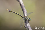 Blue-eyed Hook-tailed Dragonfly (Onychogomphus uncatus)
