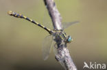 Blue-eyed Hook-tailed Dragonfly (Onychogomphus uncatus)