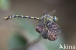 Blue-eyed Hook-tailed Dragonfly (Onychogomphus uncatus)