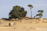 Scots Pine (Pinus sylvestris)