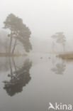 Scots Pine (Pinus sylvestris)