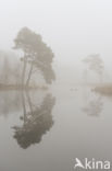 Scots Pine (Pinus sylvestris)