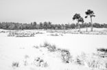 Scots Pine (Pinus sylvestris)