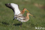 Grutto (Limosa limosa) 