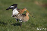 Grutto (Limosa limosa) 