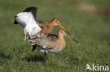 Grutto (Limosa limosa) 