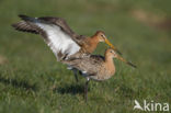 Grutto (Limosa limosa) 