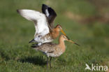 Grutto (Limosa limosa) 