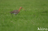 Black-tailed Godwit (Limosa limosa) 