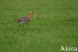 Black-tailed Godwit (Limosa limosa) 