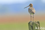 Grutto (Limosa limosa) 