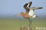 Grutto (Limosa limosa) 