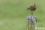 Grutto (Limosa limosa) 