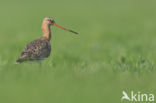 Grutto (Limosa limosa) 