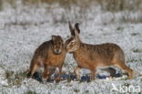 Haas (Lepus europaeus)