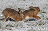 Haas (Lepus europaeus)