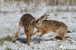 Haas (Lepus europaeus)