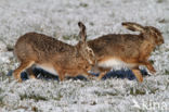 Haas (Lepus europaeus)