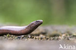 Hazelworm (Anguis fragilis) 