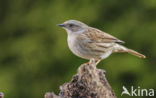 Dunnock