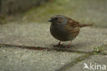 Dunnock