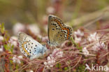 Silver Studded Blue (Plebejus argus)