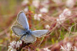 Silver Studded Blue (Plebejus argus)