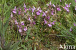 Heidekartelblad (Pedicularis sylvatica) 