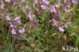 Heidekartelblad (Pedicularis sylvatica) 