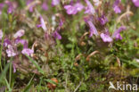 Heidekartelblad (Pedicularis sylvatica) 