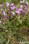 Heidekartelblad (Pedicularis sylvatica) 