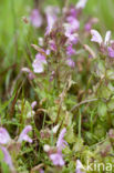 Heidekartelblad (Pedicularis sylvatica) 