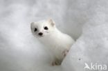 Stoat (Mustela erminea)