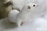 Stoat (Mustela erminea)