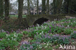 Holwortel + Vingerhelmbloem (Corydalis cava + Corydalis solida)