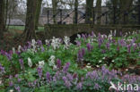 Corydalis cava + Corydalis solida