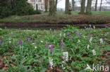 Holwortel + Vingerhelmbloem (Corydalis cava + Corydalis solida)