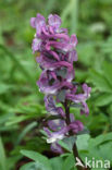 Holwortel (Corydalis cava)