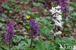 Holwortel (Corydalis cava)