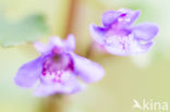 Ground Ivy (Glechoma hederacea)