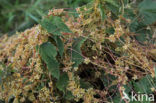 Hopwarkruid (Cuscuta lupuliformis)