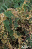 Hop Dodder (Cuscuta lupuliformis)