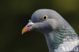 Houtduif (Columba palumbus)